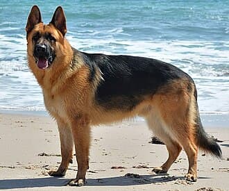Deutscher SchÄferhund