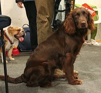 Deutscher Wachtelhund
