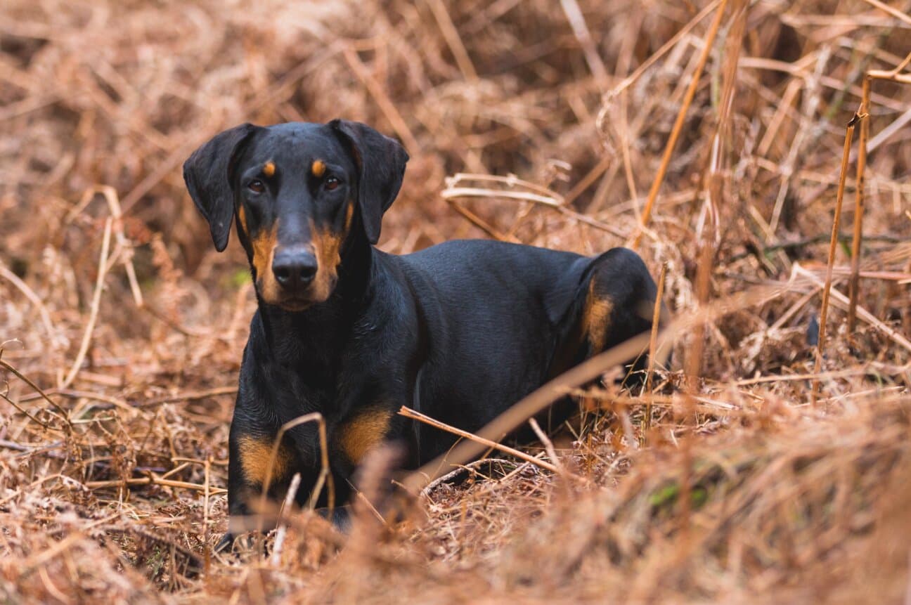 Our Commitment to Ethical Breeding: The Furrfam Promise (India)