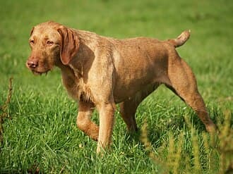 DrÓtzÖrÜ  Magyar Vizsla