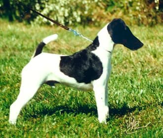 Fox Terrier (Smooth)