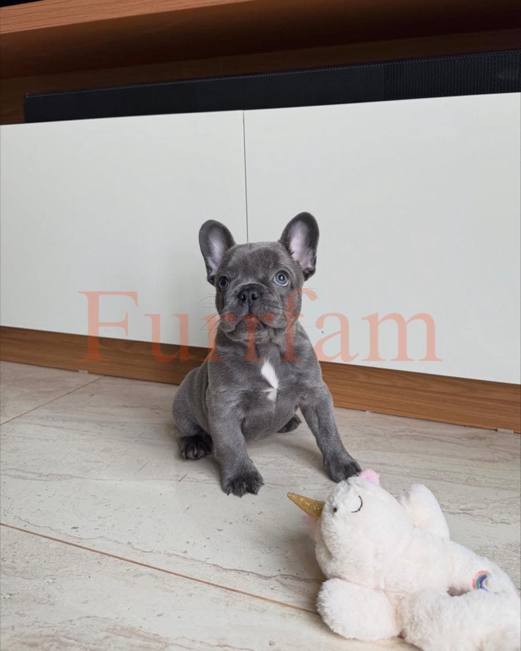 French Bulldog photo 2