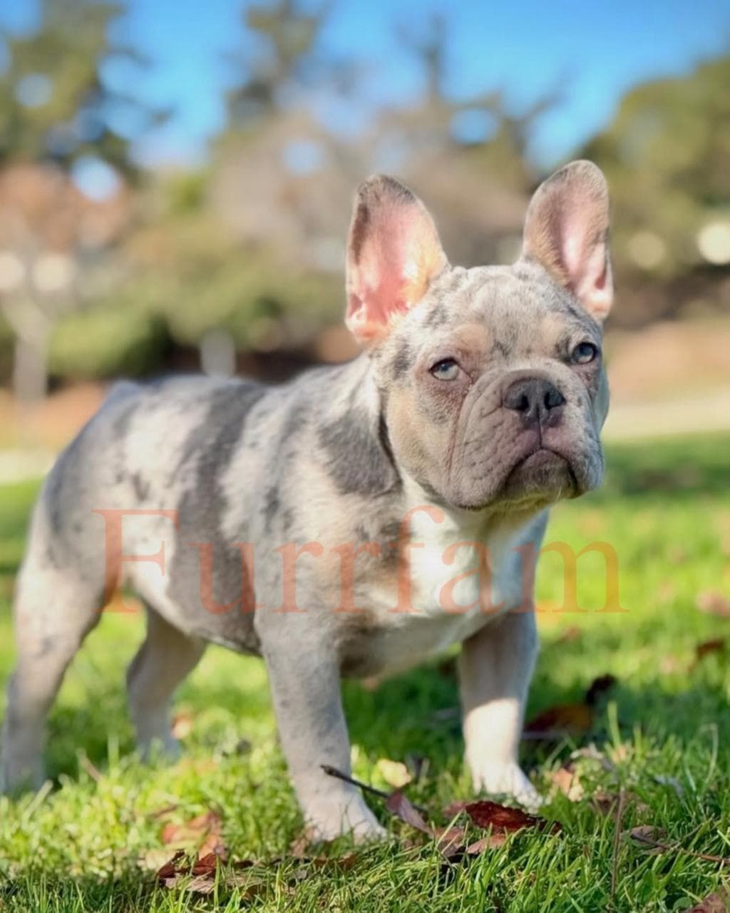 French Bulldog photo 4