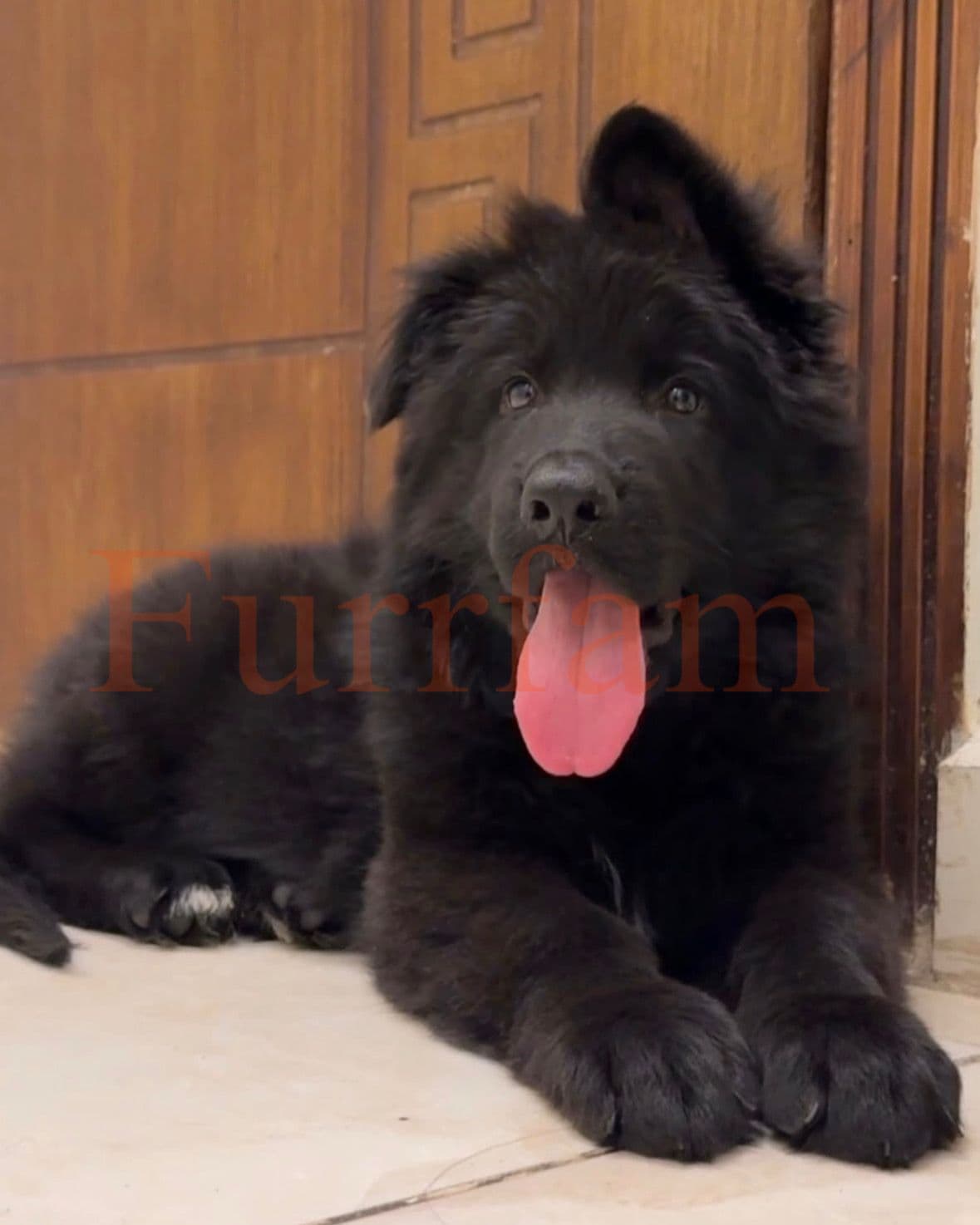 German Shepherd photo 4