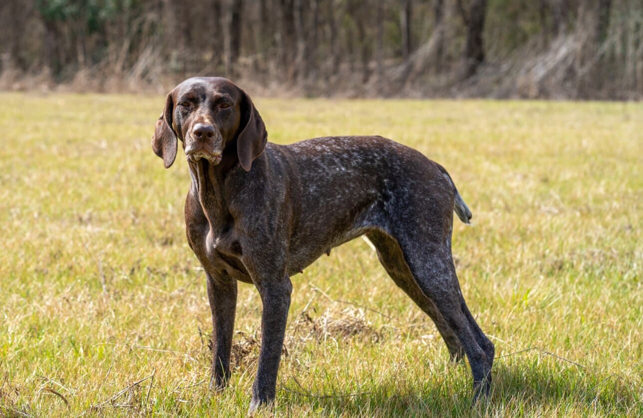 Best Dog Breeds for an Active Lifestyle in India