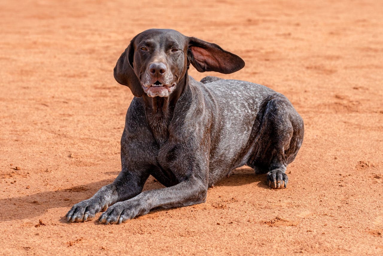 German Shorthaired Pointer