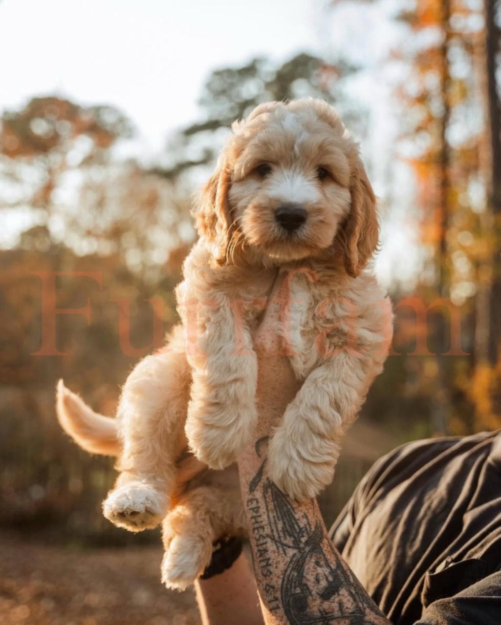 Golden Doodle photo 4