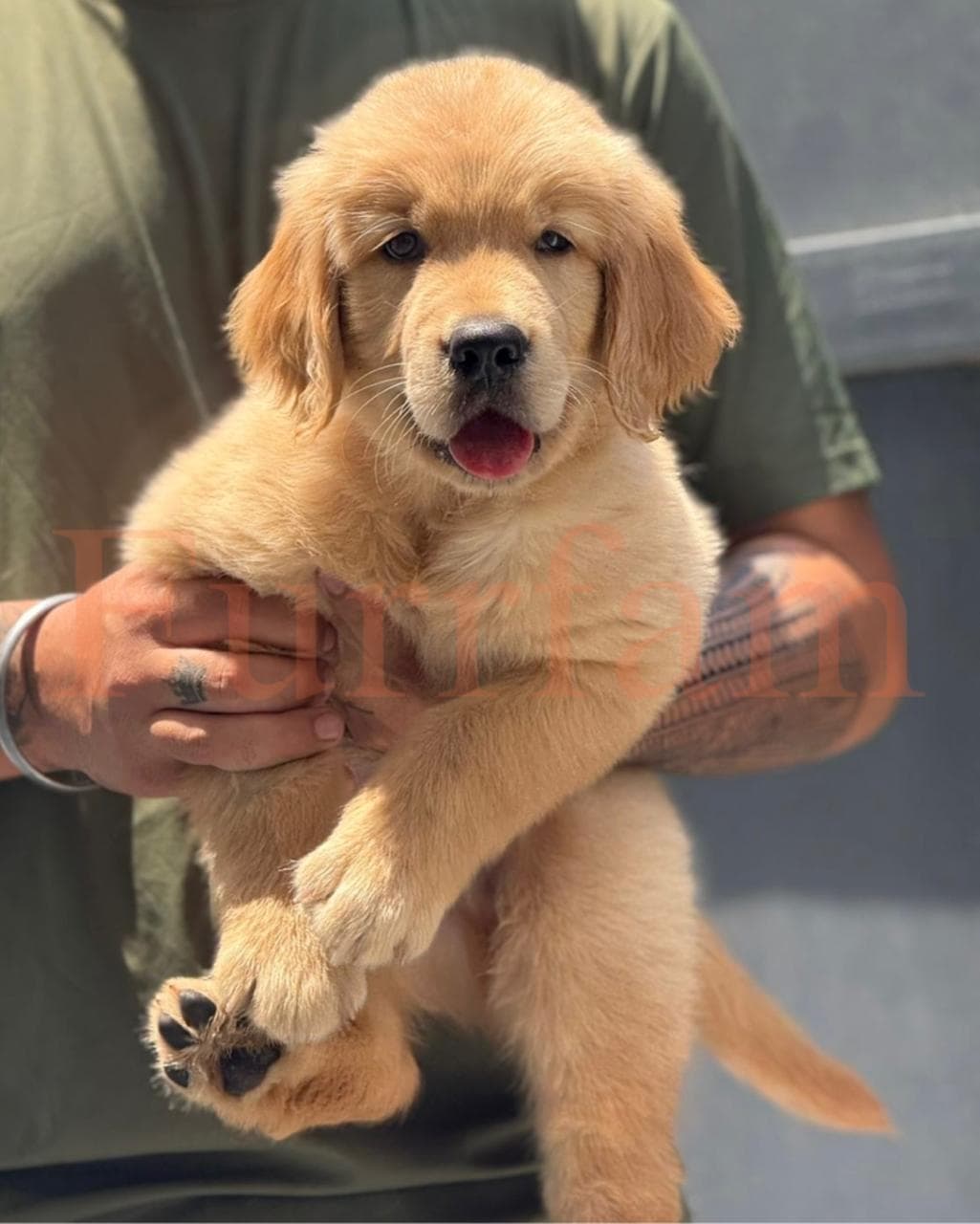 Golden Retriever photo 4