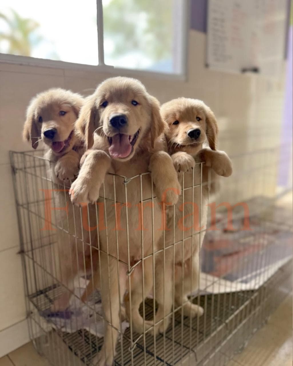 Golden Retriever photo 6