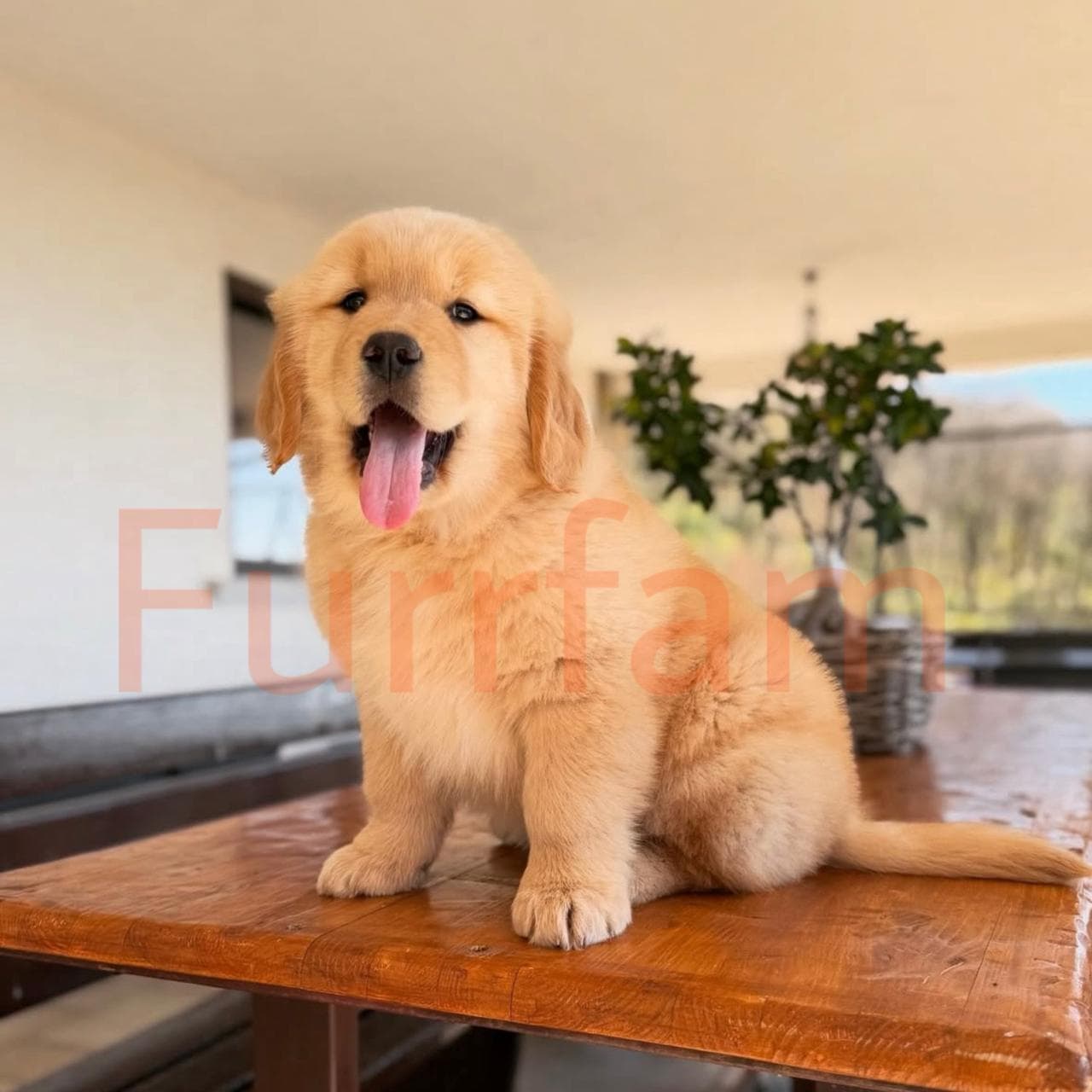 Golden Retriever