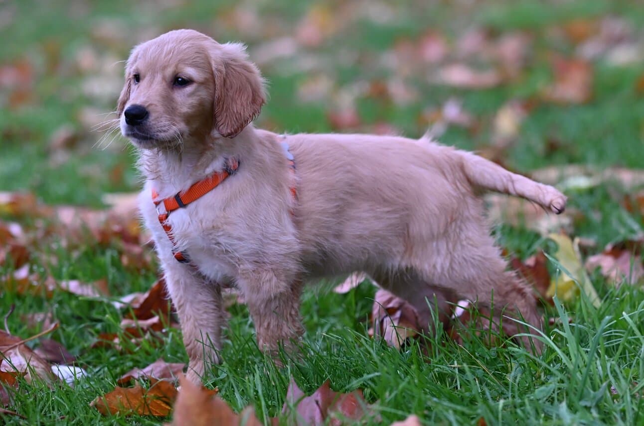 Puppy Vaccination Schedule & Health Checks in India
