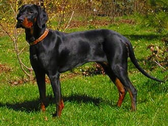 Gonczy Polski