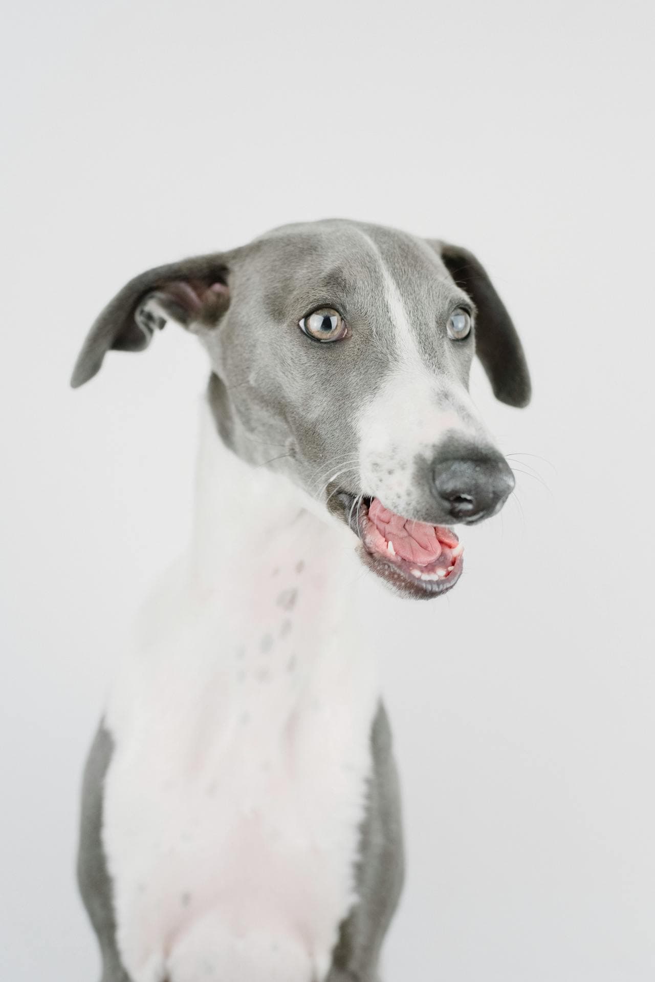 Greyhound