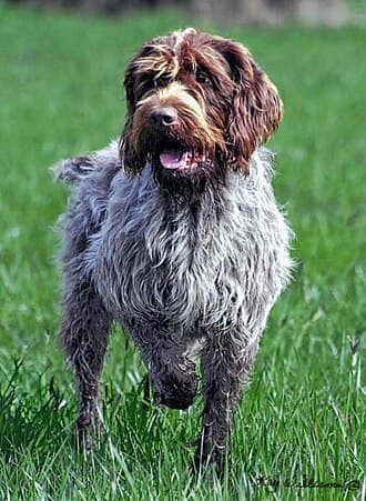 Griffon A Poil Dur Korthals