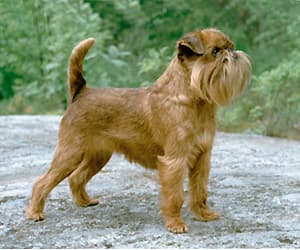 Griffon Belge