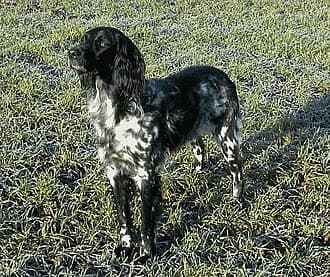 Grosser MÜnsterlÄnder Vorstehhund