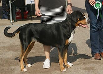 Grosser Schweizer Sennenhund