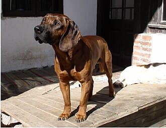 Hannoverscher Schweisshund