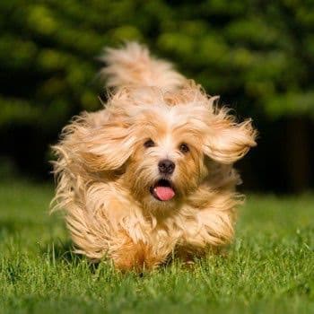 Havanese
