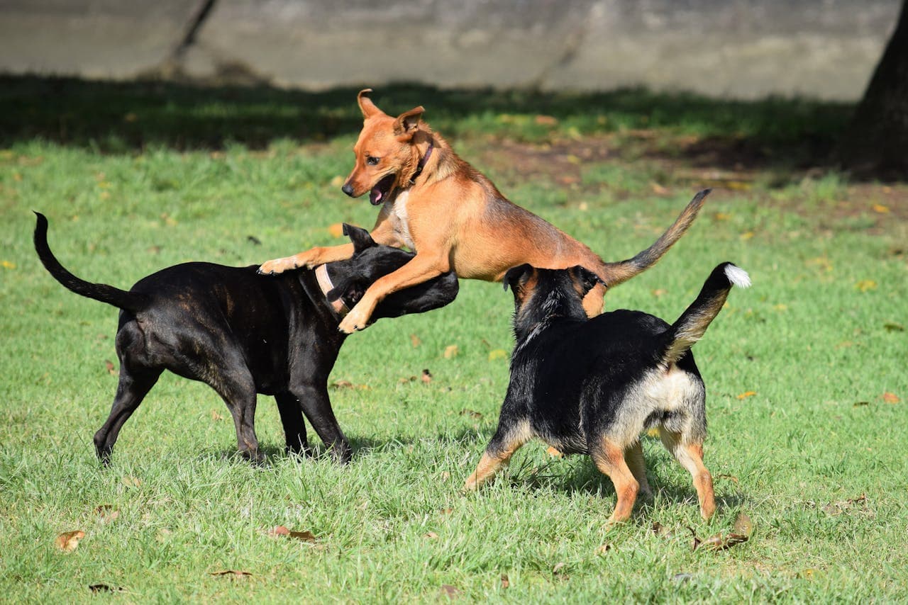 Hound Dogs