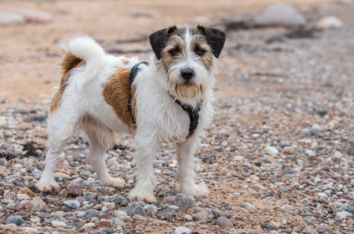 How to Choose the Right Dog Breed for Your Lifestyle in India