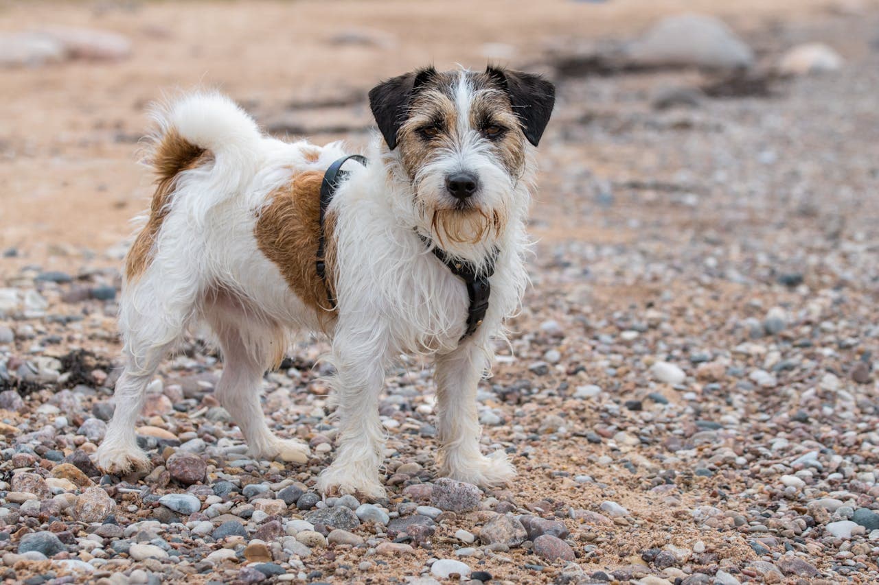 Jack Russell Terrier