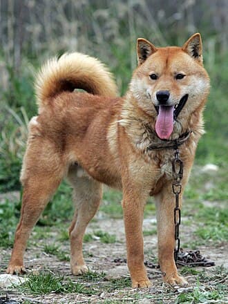 Korea Jindo Dog