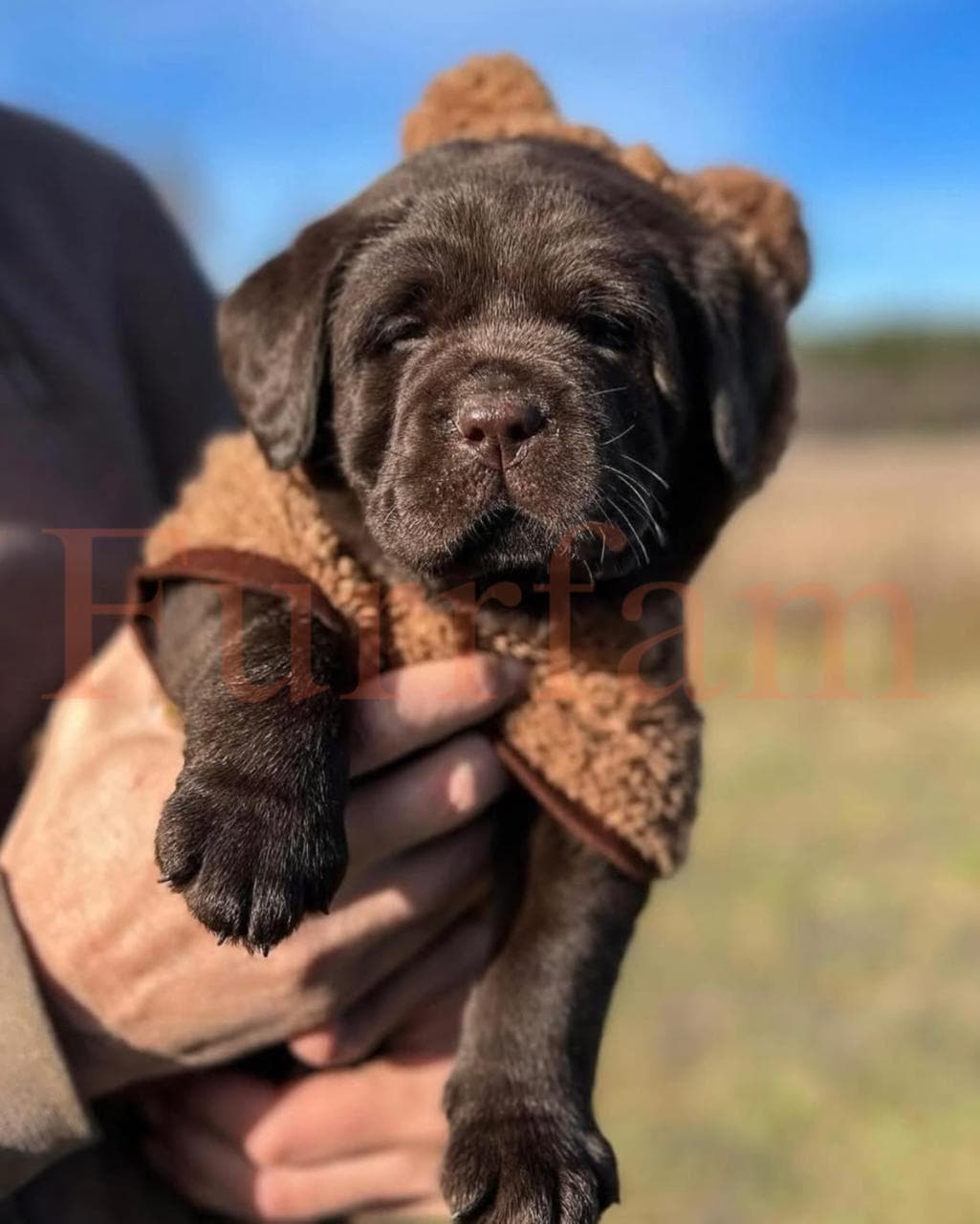 Labrador Retriever photo 3