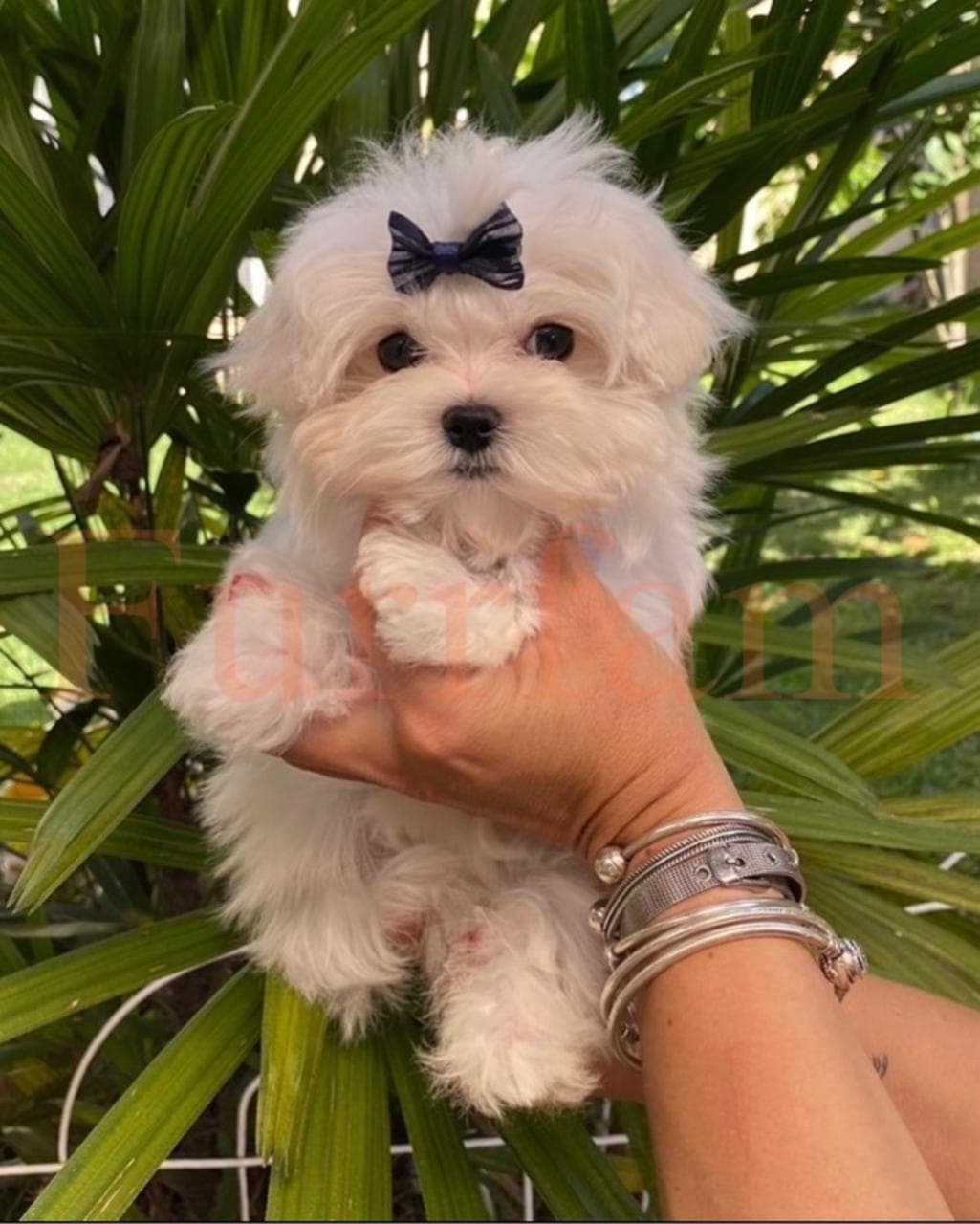 Maltese photo 2