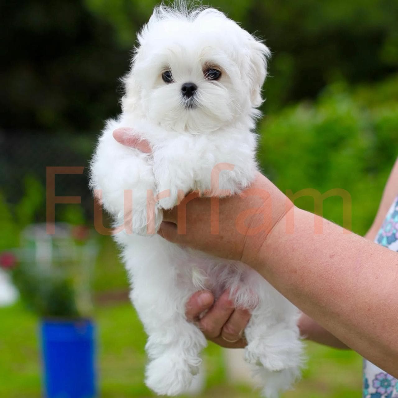 Maltese