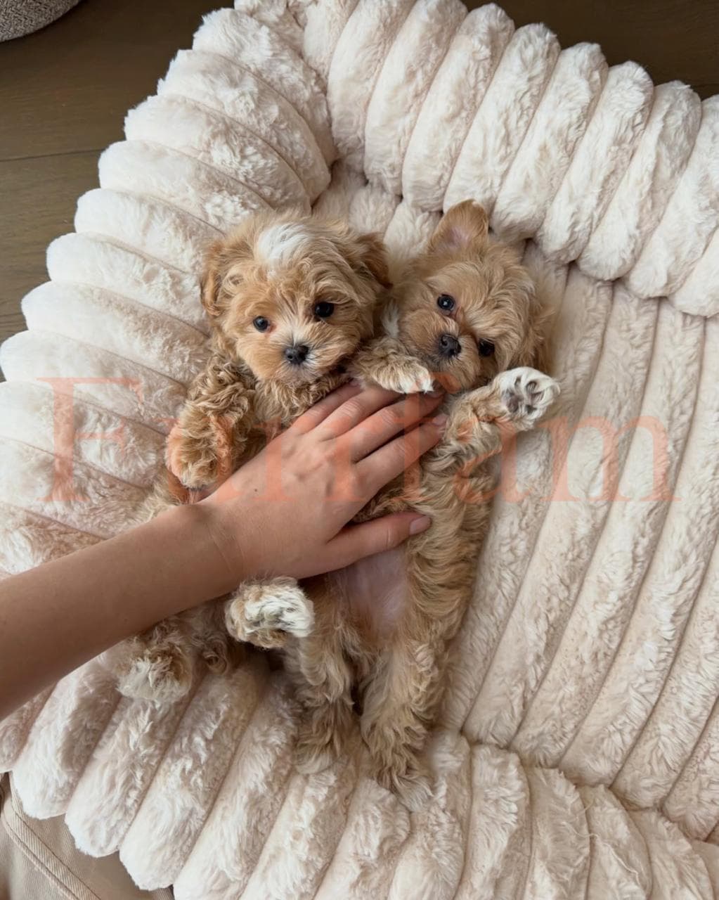 Maltipoo