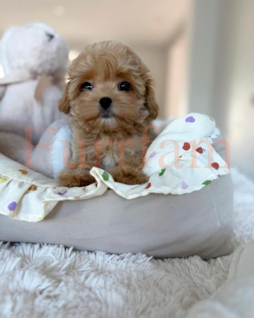 Maltipoo photo 2