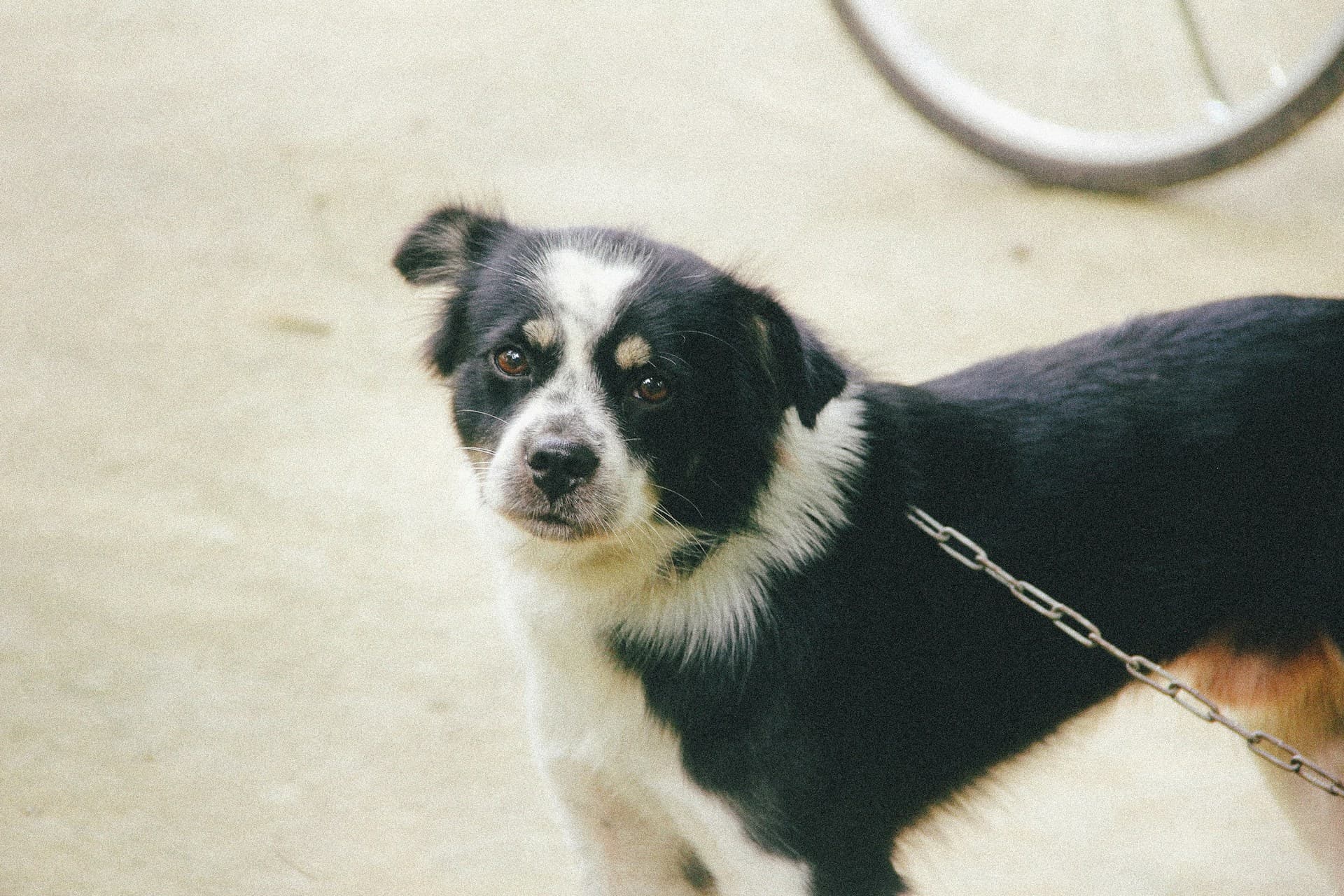 Non-Sporting Dogs