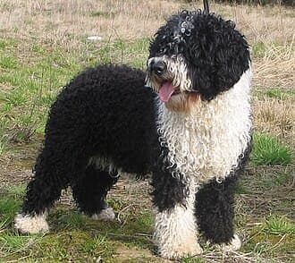Perro de Agua EspaÑol