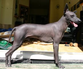 Perro Sin Pelo del PerÚ