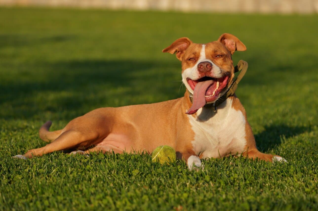How to Read Dog Food Labels Like a Pro (India Edition)