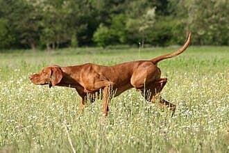 Pointer
