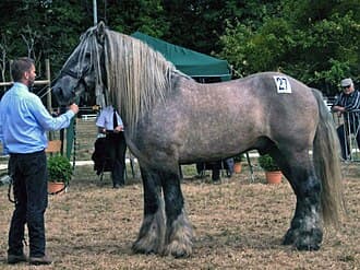 Poitevin