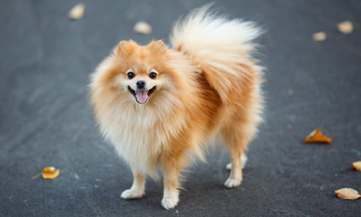 Transparency in Action: How Furrfam’s Breeding & Matching Process Works