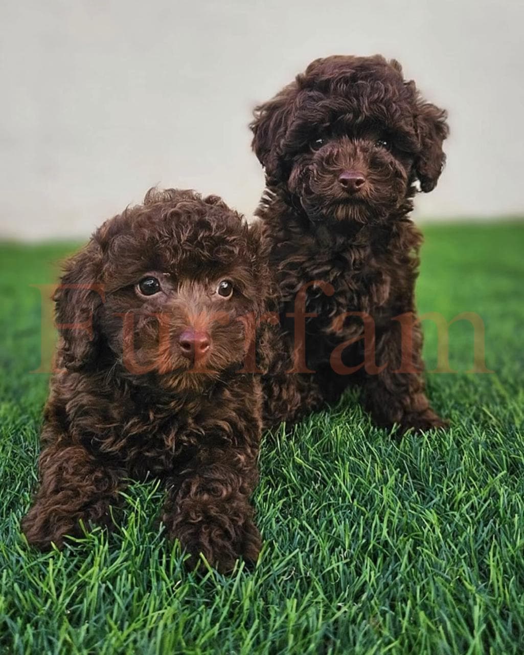 Toy Poodle photo 3