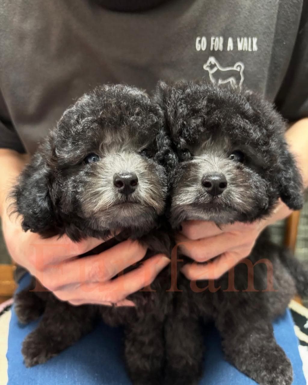 Toy Poodle photo 4