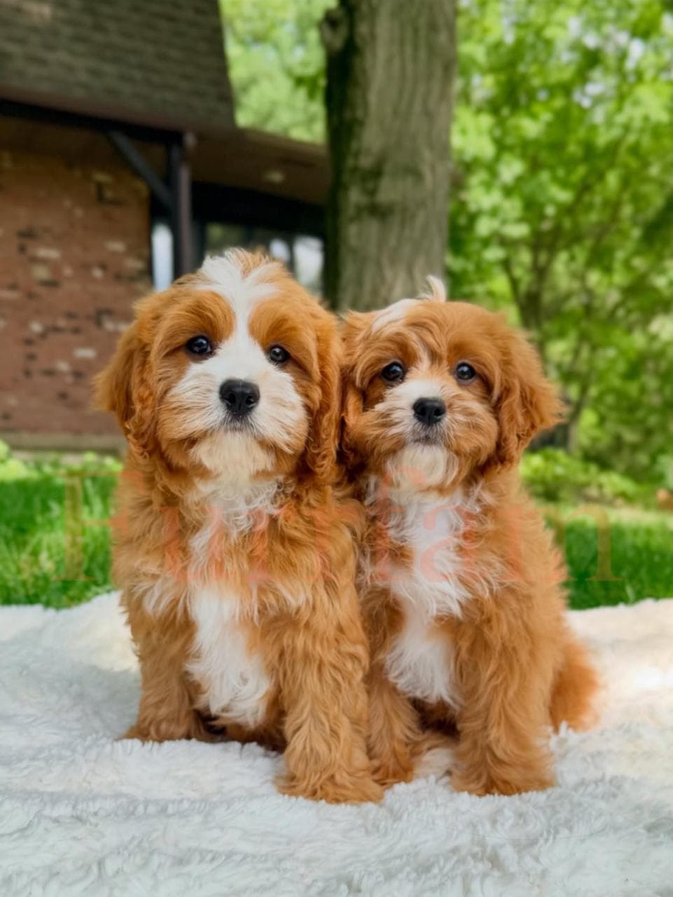Toy Poodle photo 5