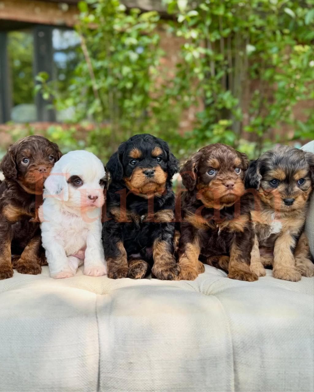 Toy Poodle photo 6