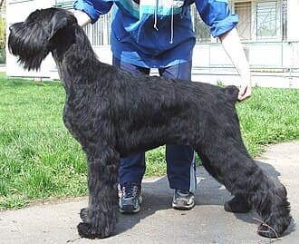 Riesenschnauzer