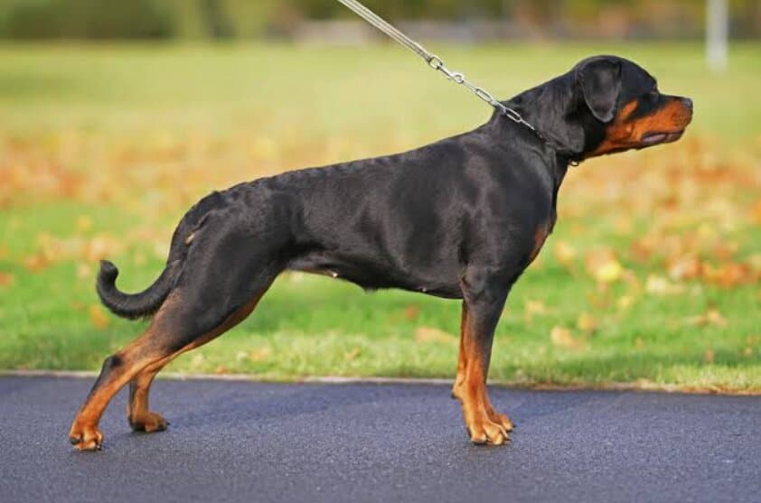 Best Dog Breeds for Apartment Dwellers in India: A Practical Guide