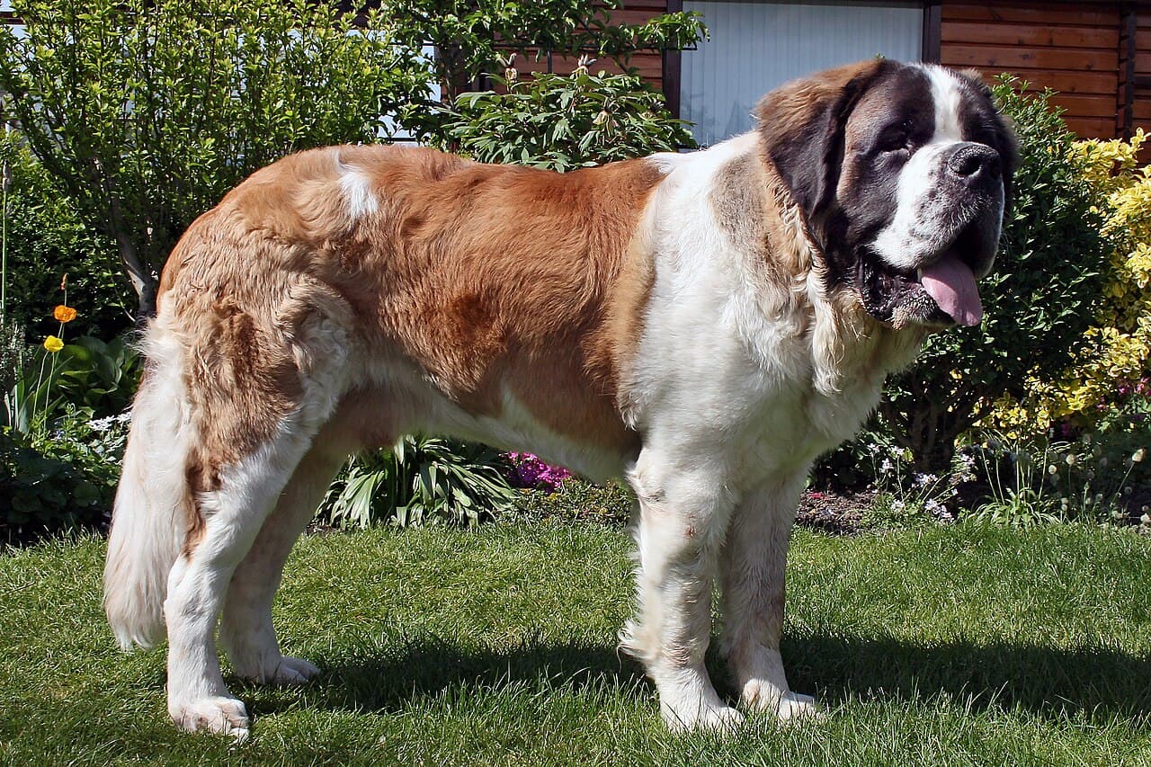 Best Dog Breeds for Bungalow Homes & Yards in India