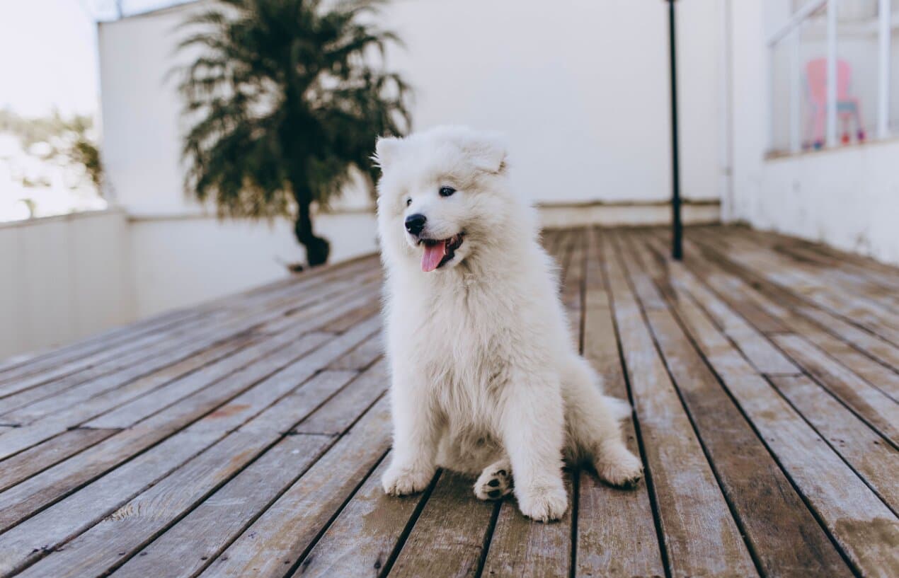 How to Control Dog Shedding at Home in India