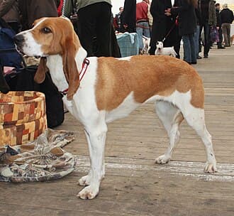 Schweizer Laufhund - Chien Courant Suisse