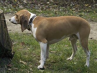 Schweizer  Niederlaufhund