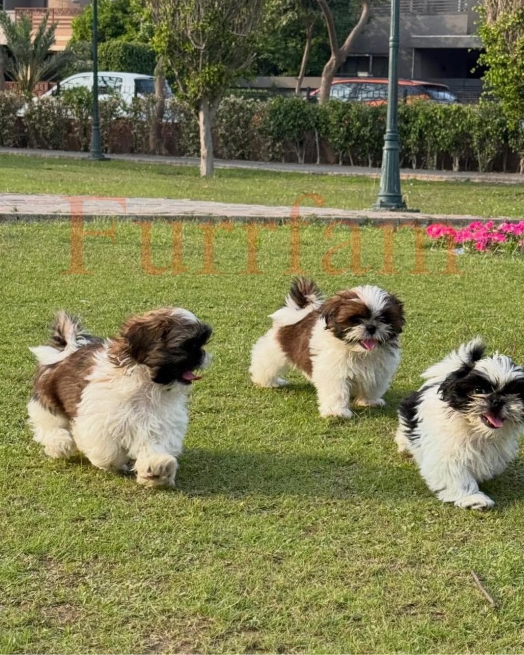 Shih Tzu photo 2